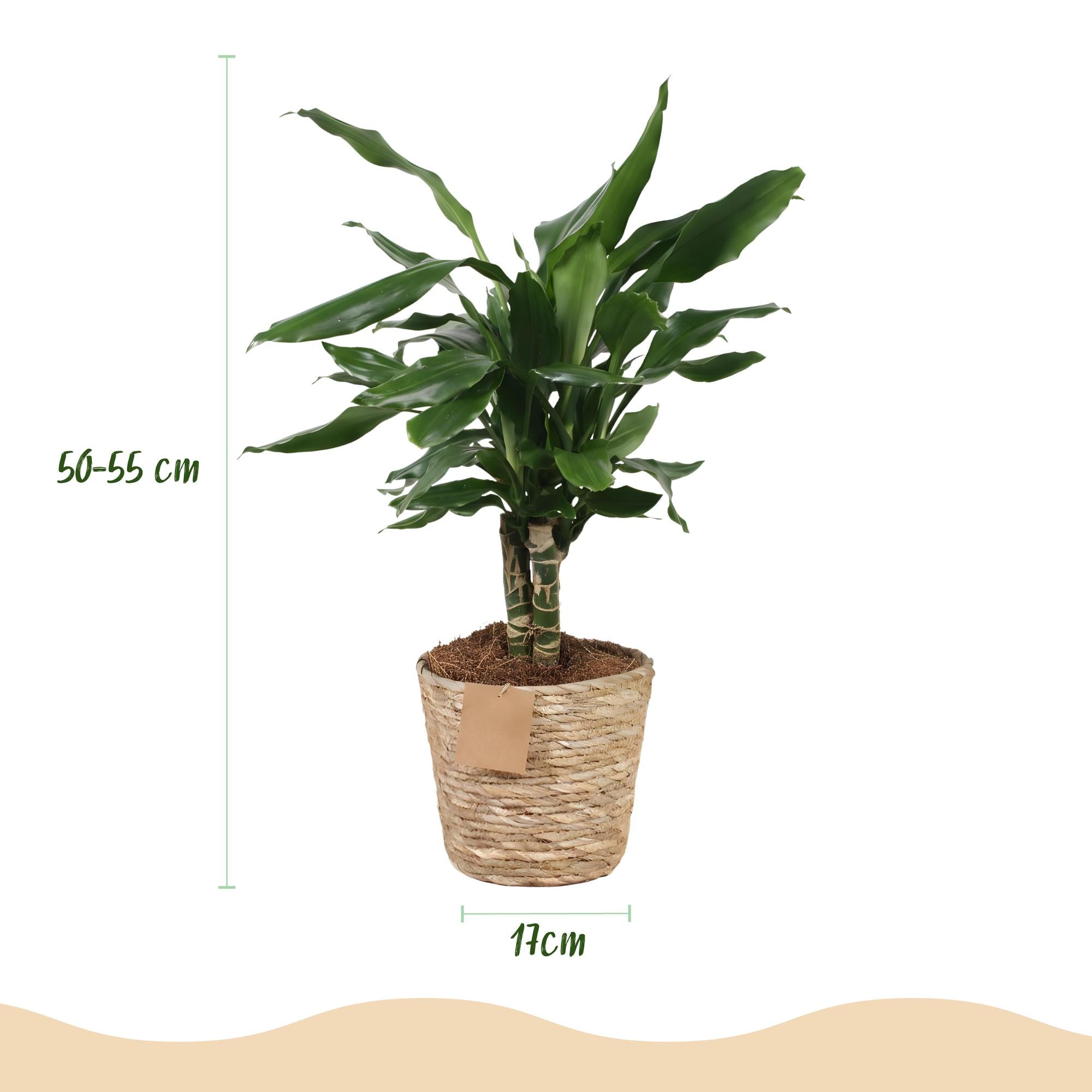 Dracaena fragrans Steudneri - Drachenblutbaum mit Korb Höhe 50-55cm