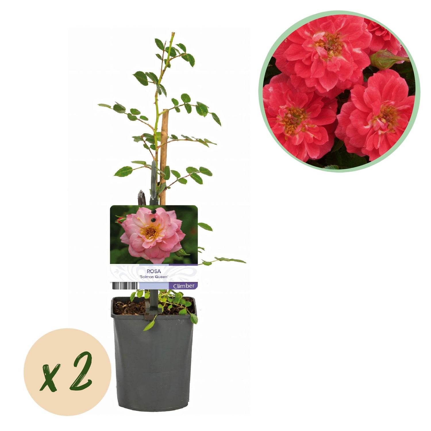 Kletterrose - Rosa Salmon Queen - Blüte Hellrosa - Geringer Pflegeaufwand - 2 Pflanzen - Topf 11cm Höhe 40cm