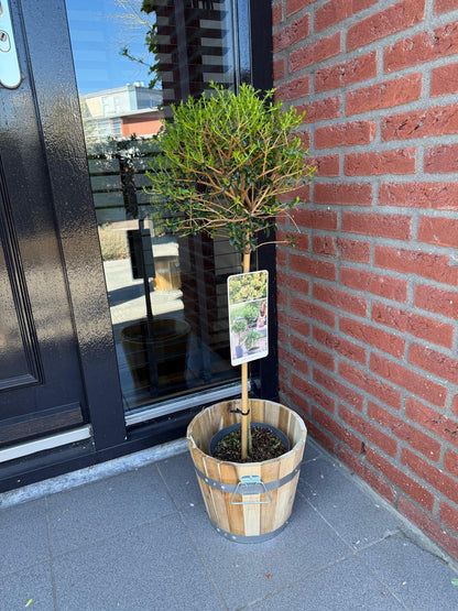 Ligustrum delavayanum - Terrassenpflanze - Immergrün - Winterhart - Grüne Blätter - Topf 19cm Höhe 90cm
