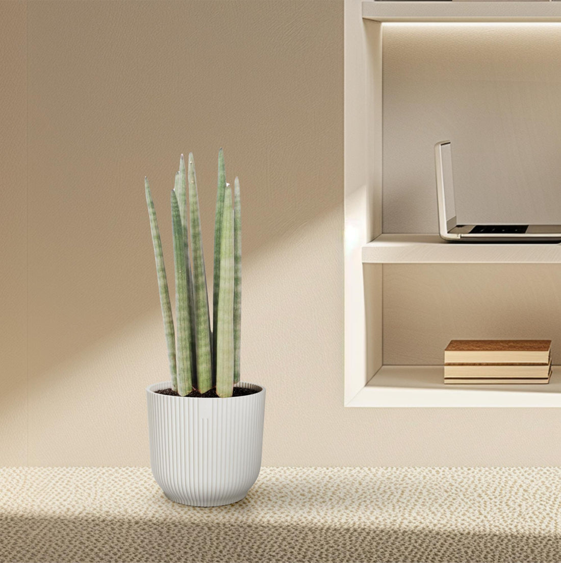 Sansevieria cylindrica ‘Spaghetti’ – 40 cm Zylinder‑Bogenhanf