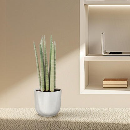 Sansevieria cylindrica ‘Spaghetti’ – 40 cm Zylinder‑Bogenhanf