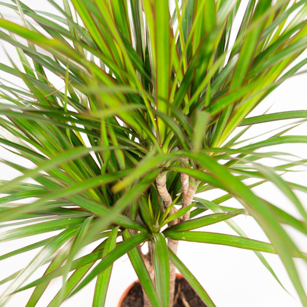 Dracaena Marginata 90 - 220 cm – Pflegeleichter Drachenbaum
