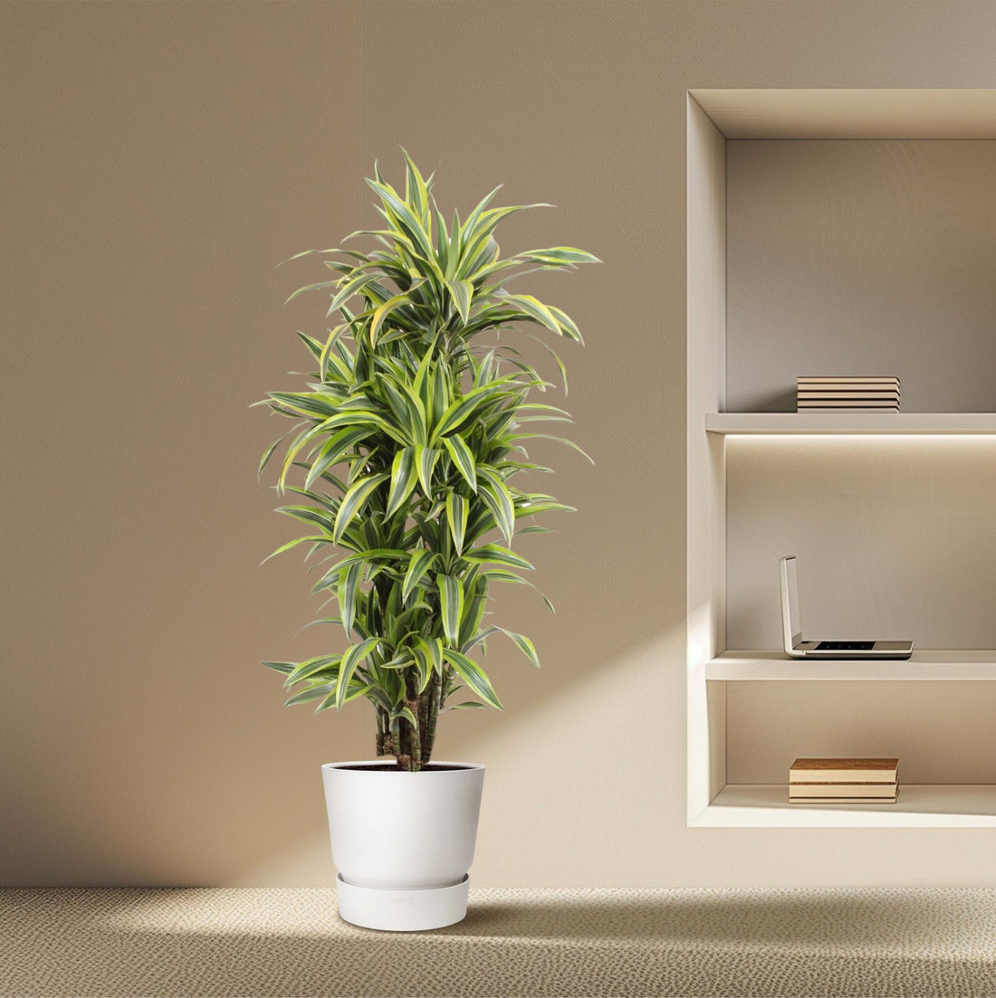 Dracaena Lemon Lime 130 - 150 cm – Pflegeleicht &amp; luftreinigend