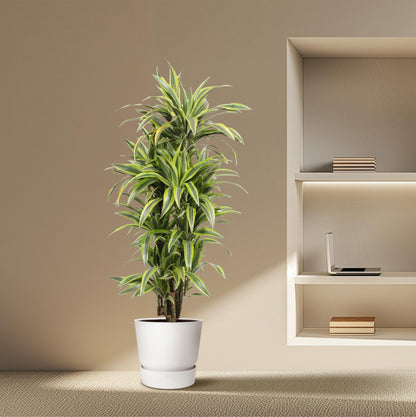 Dracaena Lemon Lime 130 - 150 cm – Pflegeleicht &amp; luftreinigend