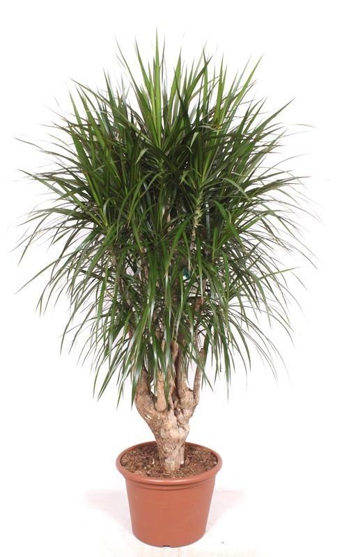 Dracaena Marginata verzweigt XXL - 190cm ⌀ 40-45 cm