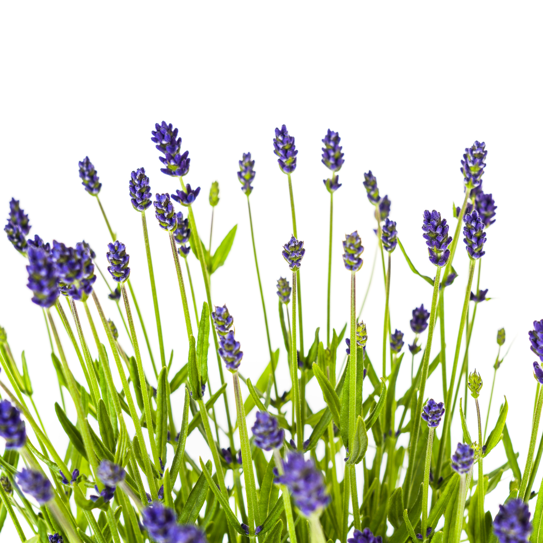 Lavandula angustifolia (4er-Set) – Echter Lavendel Ø19 cm | Duft &amp; Bienenliebe
