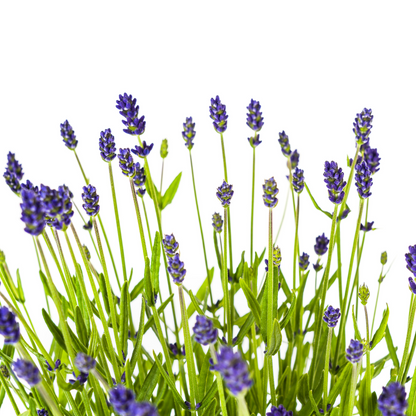 Lavandula angustifolia (4er-Set) – Echter Lavendel Ø19 cm | Duft &amp; Bienenliebe