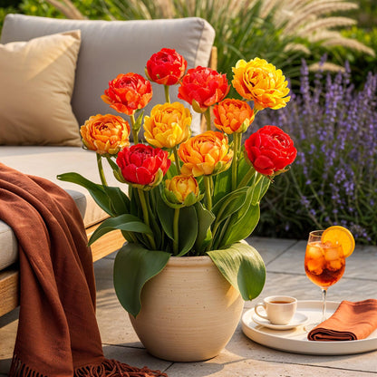 Blumenzwiebeln - Tulp Gudoshnik Double - Doppelblütig - 12 Stück - Zwiebelgröße 11/12 - XXL Pack