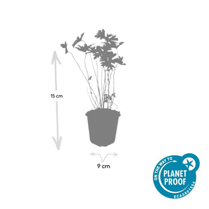 24x Blauer Storchschnabel für Beete &amp; Flächen – Höhe 10–25 cm – Ø 9 cm Topf