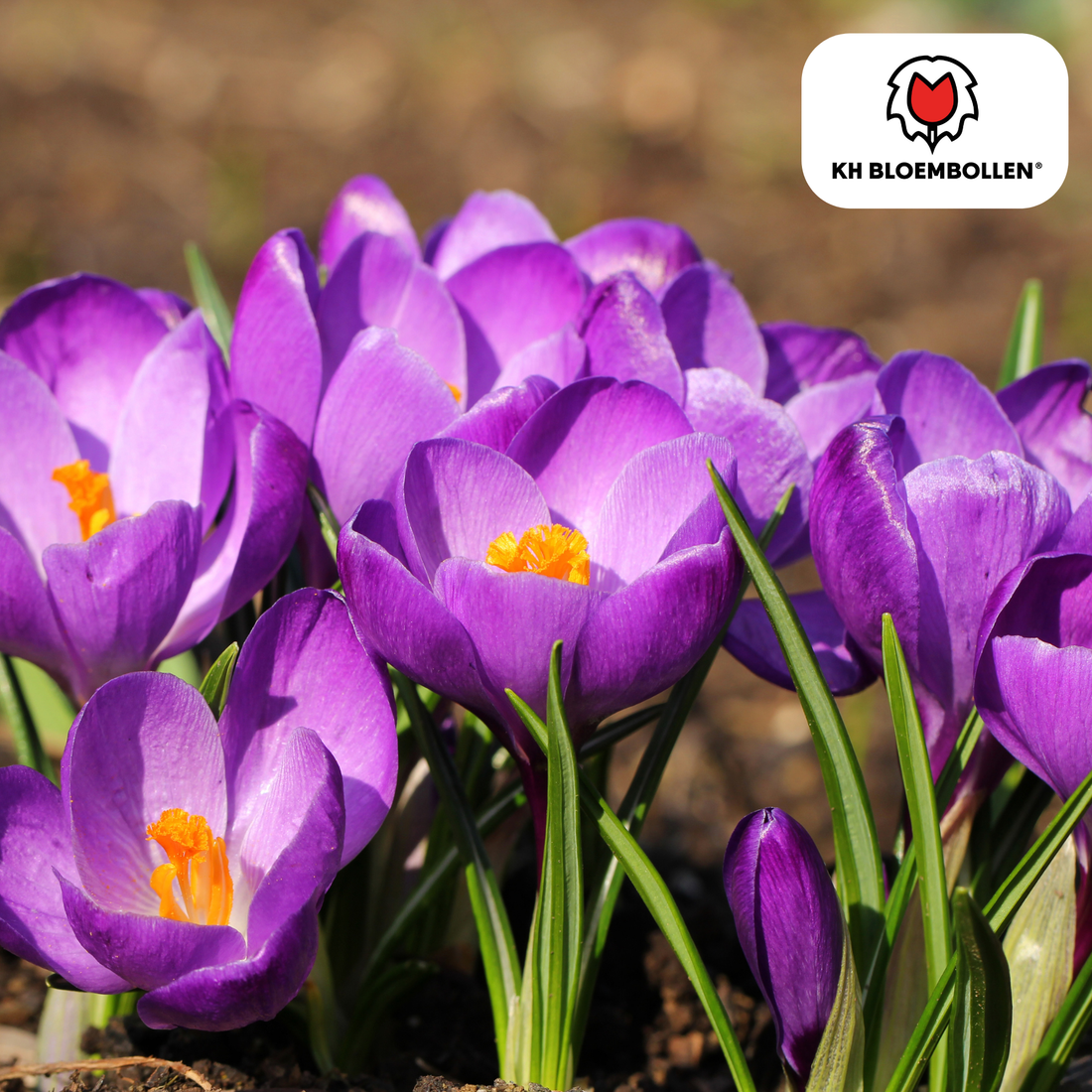 Lila Krokuszwiebeln – 30 Stück | Frühblüher in Violett