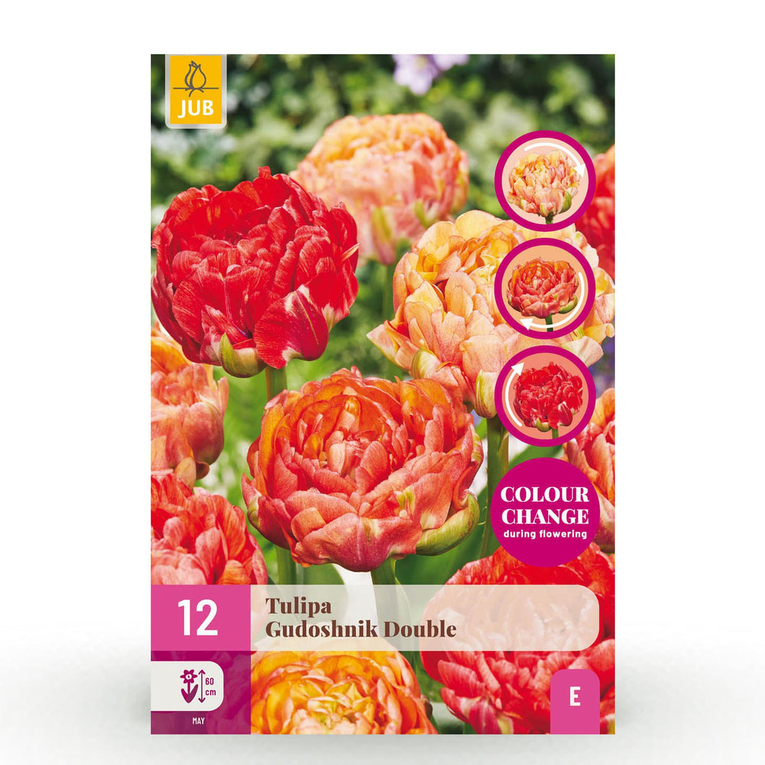 Blumenzwiebeln - Tulp Gudoshnik Double - Doppelblütig - 12 Stück - Zwiebelgröße 11/12 - XXL Pack