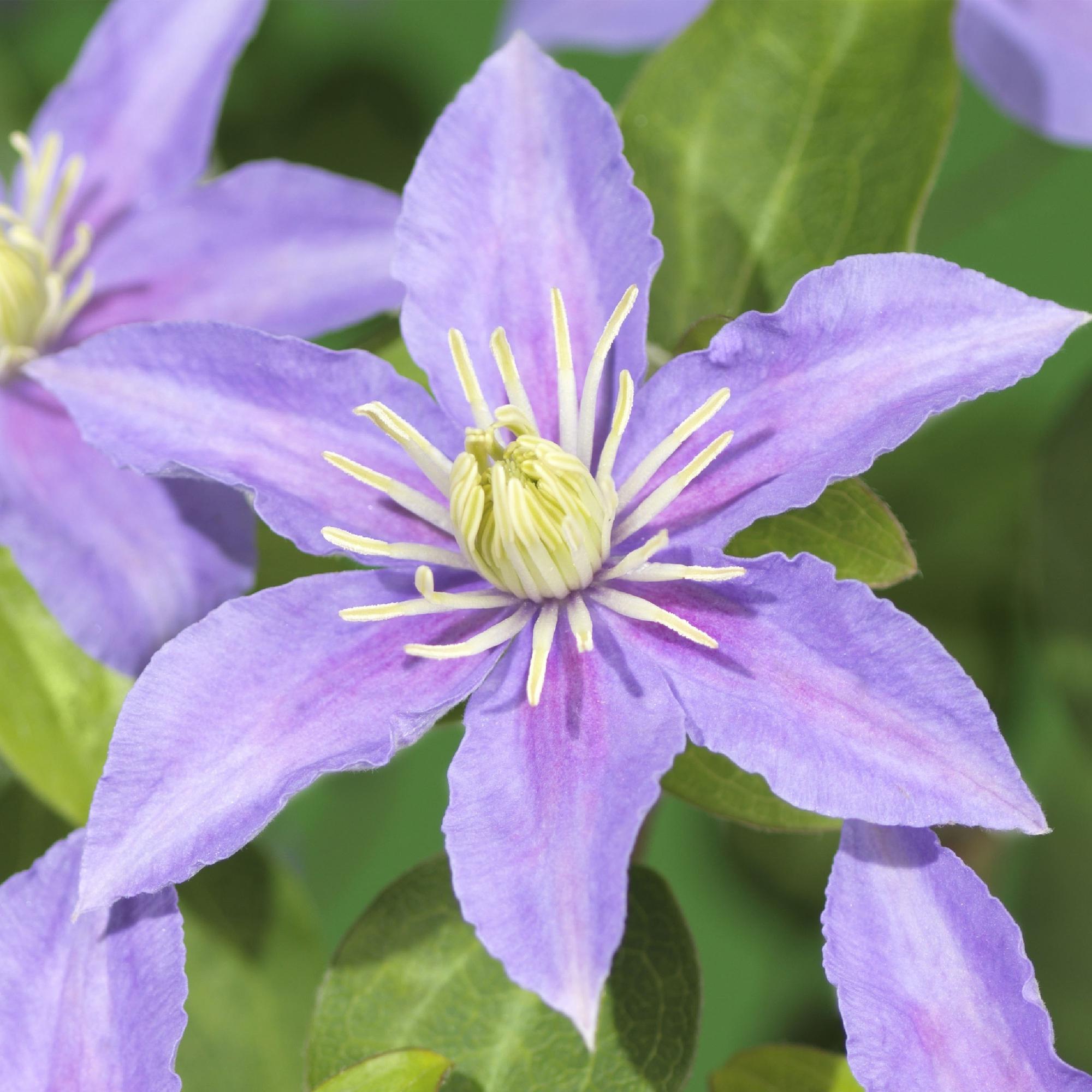 Kletterpflanze - Clematis Justa - Blüte Hellblau - Wenig Pflege - 2 Pflanzen - Topf 11cm Höhe 40cm