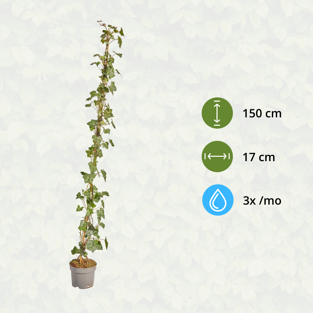 Hedera Hibernica - Efeu - gestäbt - ↨125 - 150 cm