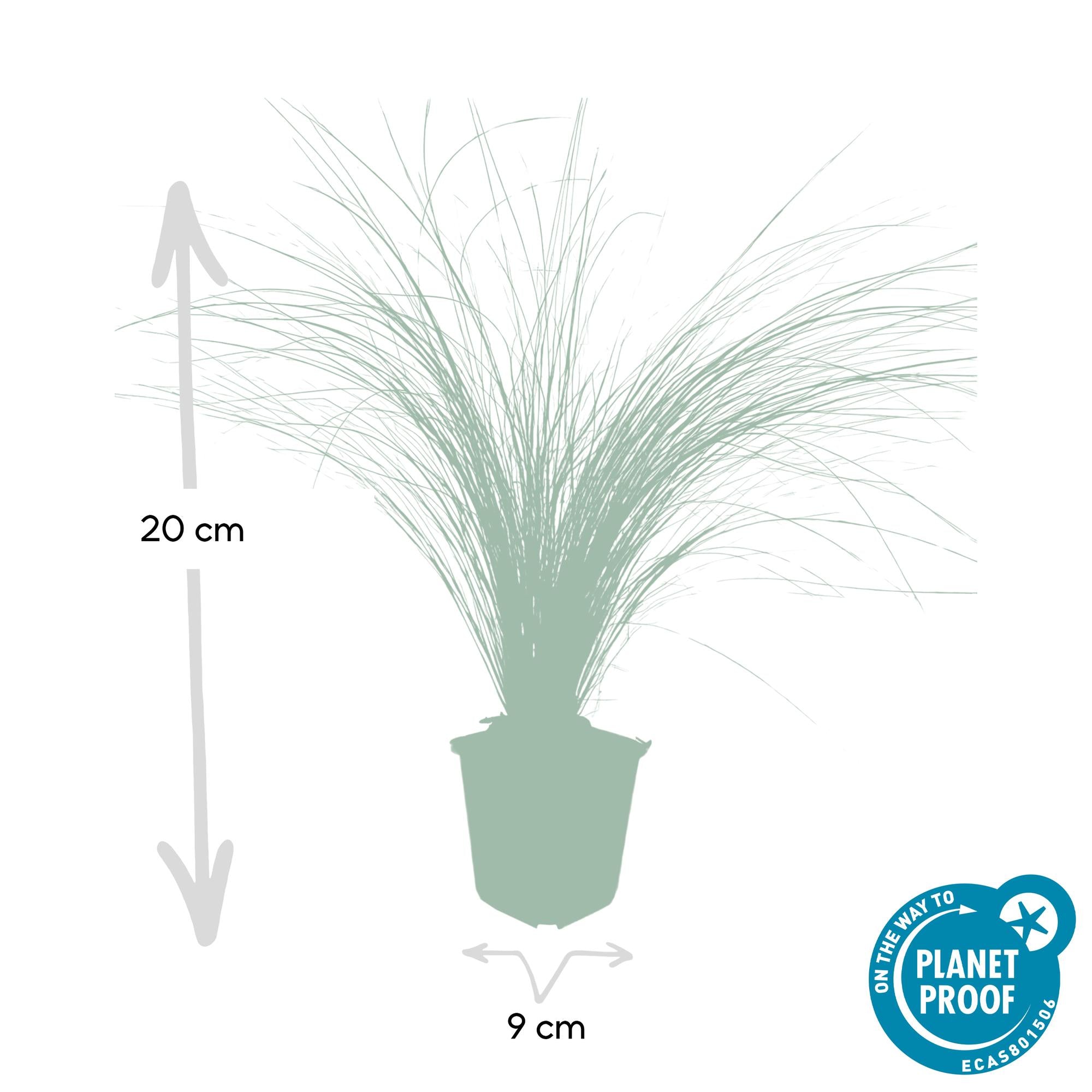 24x Stipa tenuissima ‘Ponytails’ – Mexikanisches Federgras für moderne &amp; naturnahe Beete – Höhe 10–25 cm – Ø 9 cm