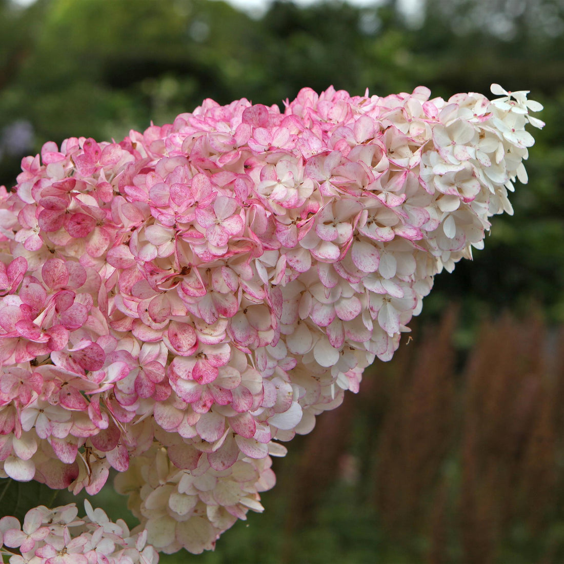 Rispenhortensie - Hydrangea panniculata Vanille Fraise - Blüte Weiß Rosa - 3 Pflanzen 1 m² - Laubabwerfend - Große Blüten - Topf 17cm Höhe 50cm