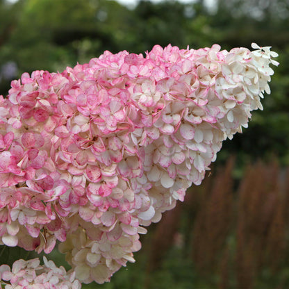 Rispenhortensie - Hydrangea panniculata Vanille Fraise - Blüte Weiß Rosa - 3 Pflanzen 1 m² - Laubabwerfend - Große Blüten - Topf 17cm Höhe 50cm