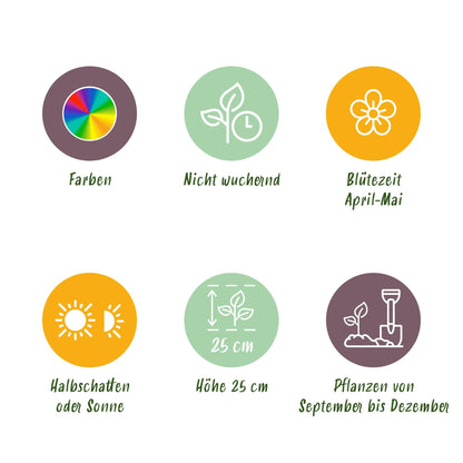 Blumenzwiebeln Hyazinthenmix | 10 Stück Bunte Farben – Zwiebelgröße 14/15 – XXL Pack