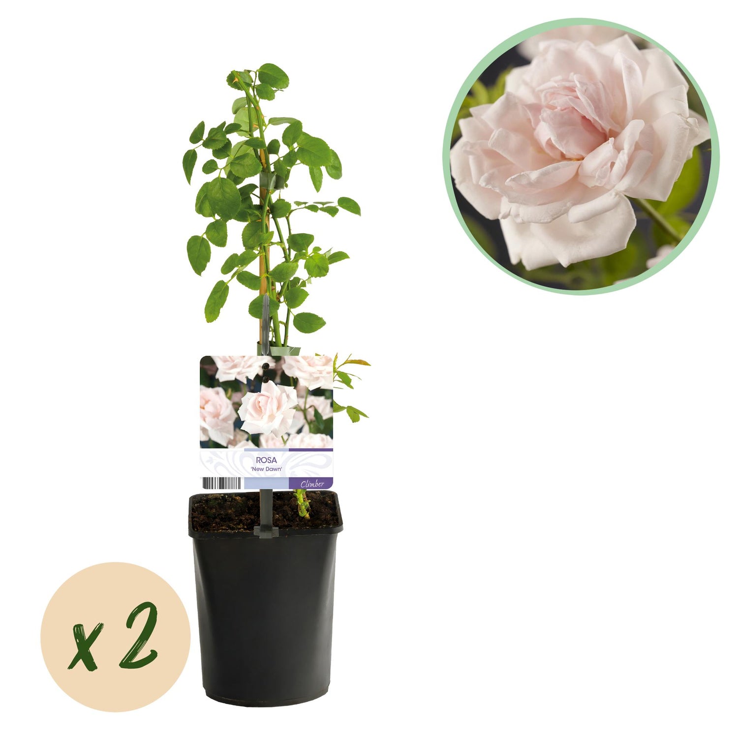 Kletterrose - Rose New Dawn - Blüte Hellrosa - Wenig Pflege - 2 Pflanzen - Topf 11cm Höhe 40cm