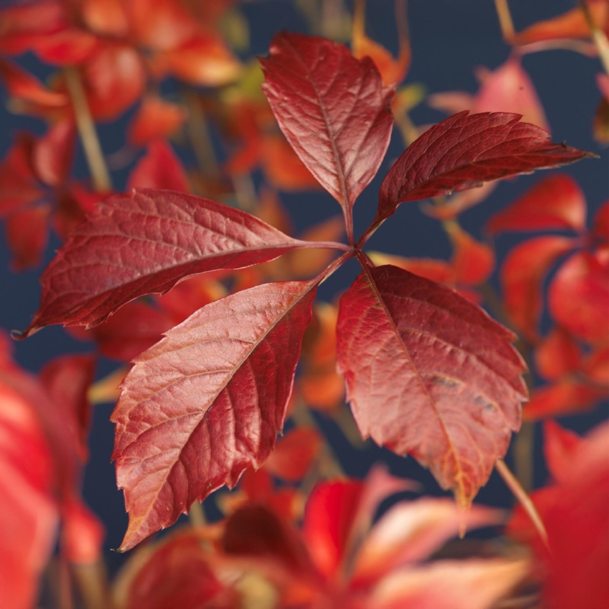 Wilde Wein - Parthenocissus Engelmannii - Blatt Grün später Rot - Wenig Pflege - 2 Pflanzen - Topf 11cm Höhe 40cm