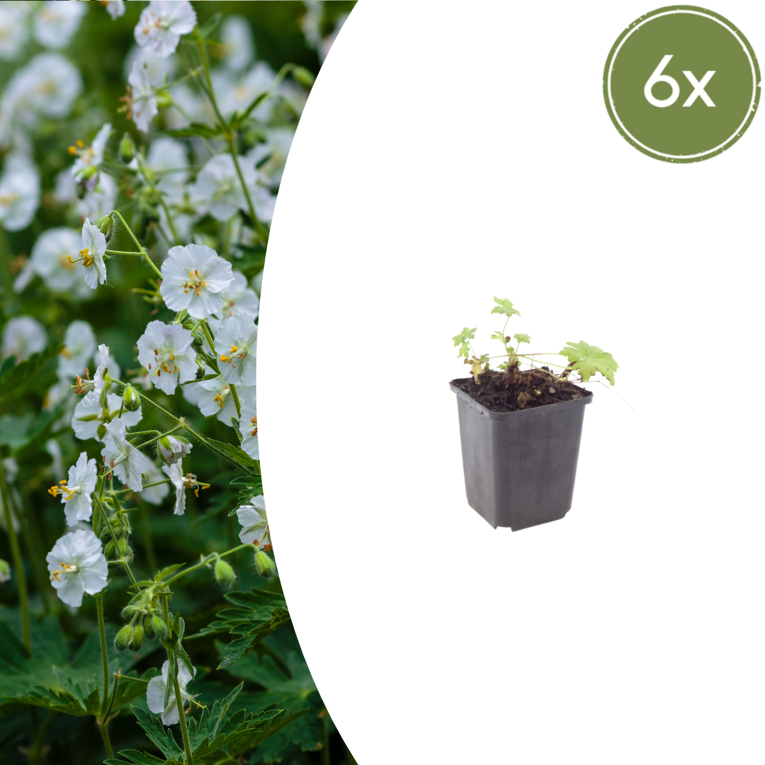 6x Geranium macr. &