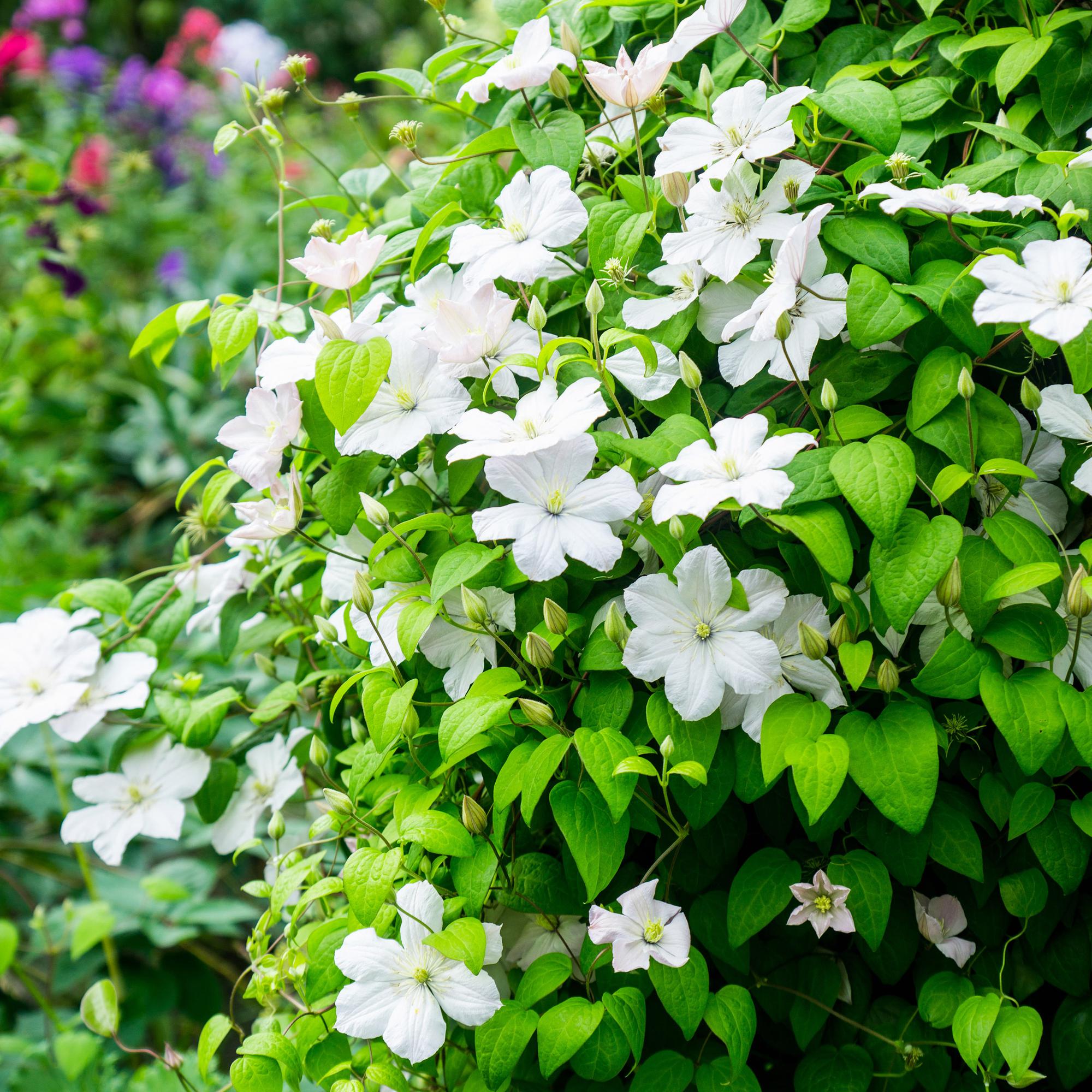 Clematis Madame Le Coultre - blühend weiß - Wenig Pflege - 2 Pflanzen - Topf 11cm Höhe 40cm