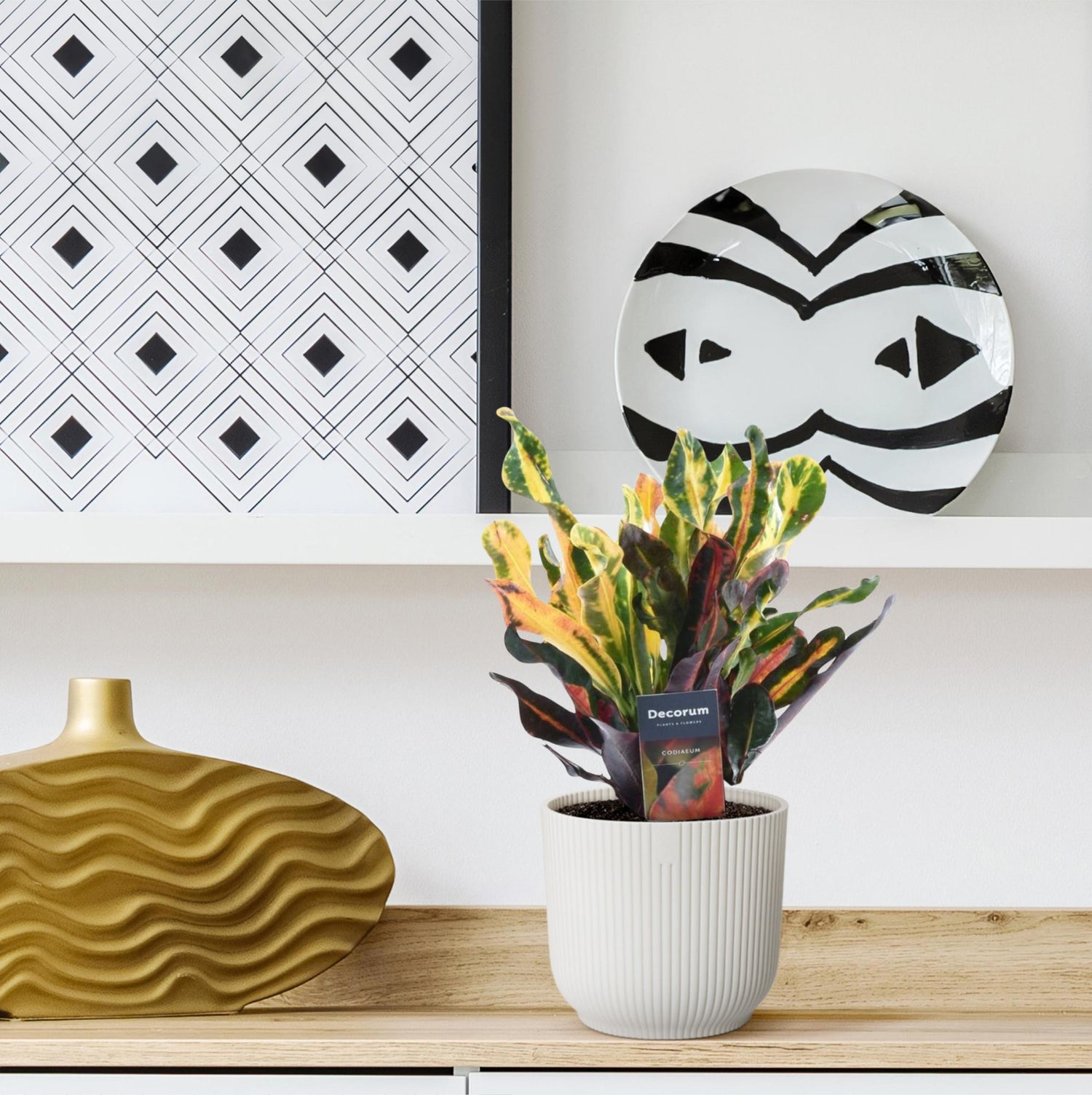 Codiaeum Mammi 30 cm – bunte Zimmerpflanze Topf 12