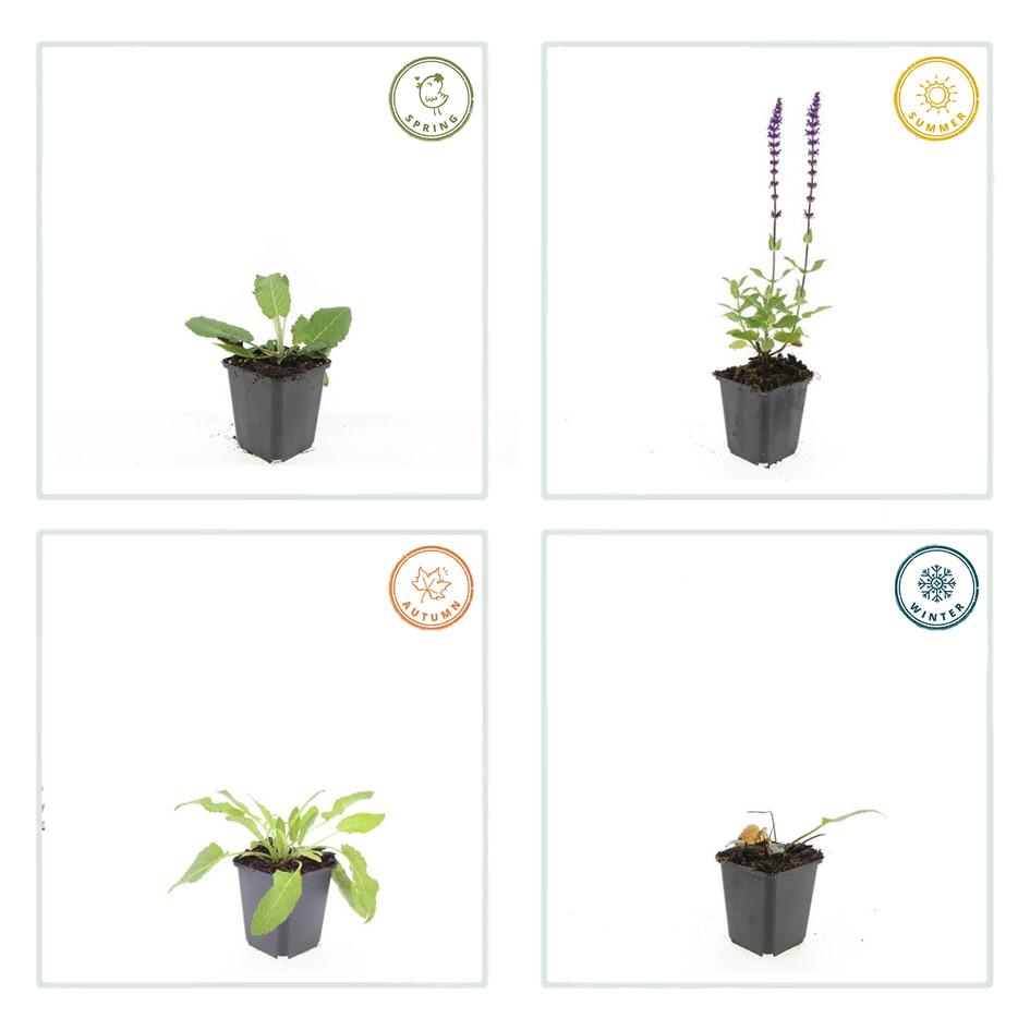Salvia nemorosa ‘Mainacht’ – 24 Stück, Ø 9 cm Topf, ↕ 10–25 cm – Duftender, winterharter Ziersalbei für Garten &amp; Bienen