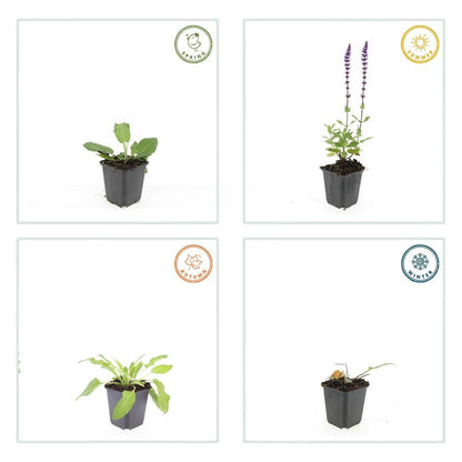 Salvia nemorosa ‘Mainacht’ – 24 Stück, Ø 9 cm Topf, ↕ 10–25 cm – Duftender, winterharter Ziersalbei für Garten &amp; Bienen