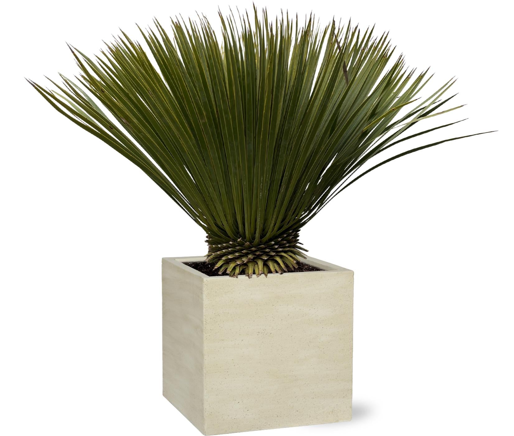 Yucca rostrata – Robuste Palmlilie für Garten &amp; Zuhause
