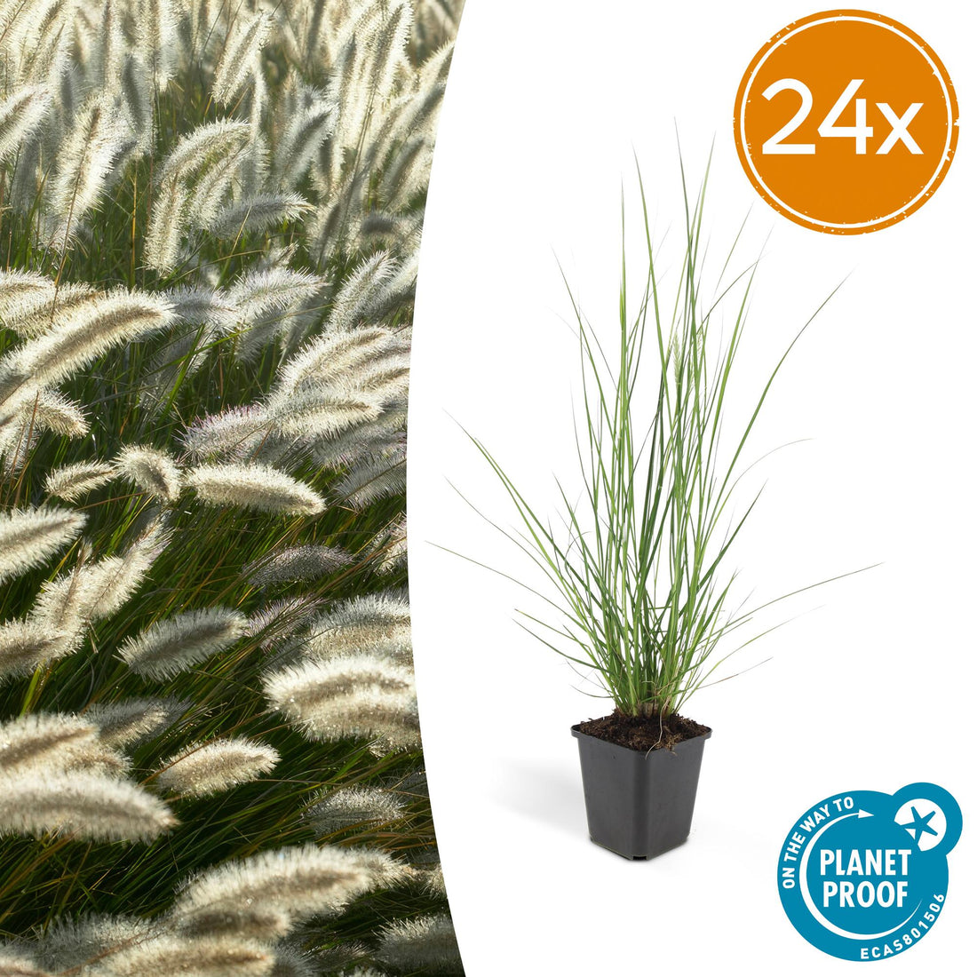 24x Pennisetum alopecuroides ‘Hameln’ – Lampenputzergras für Beete &amp; Kübel – Höhe 10–25 cm – Ø 9 cm