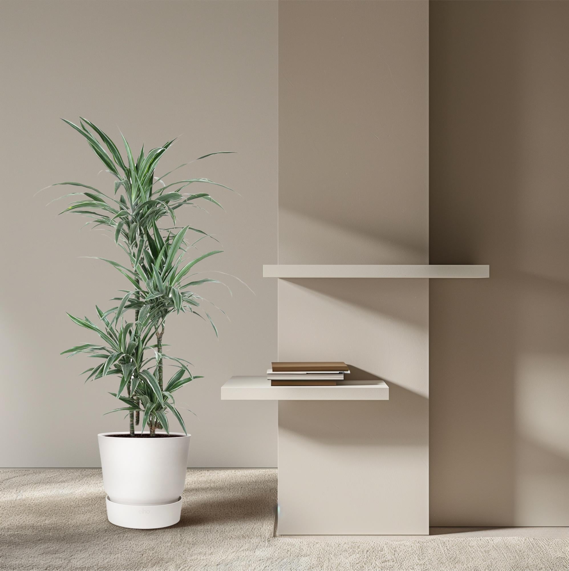 Dracaena Warneckei (Drachenbaum)