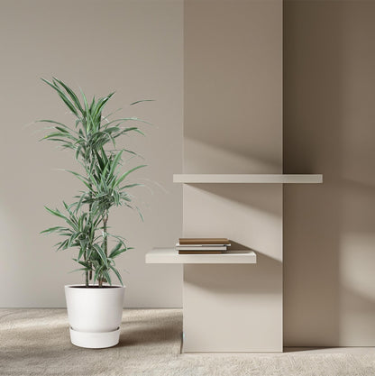 Dracaena Warneckei (Drachenbaum)