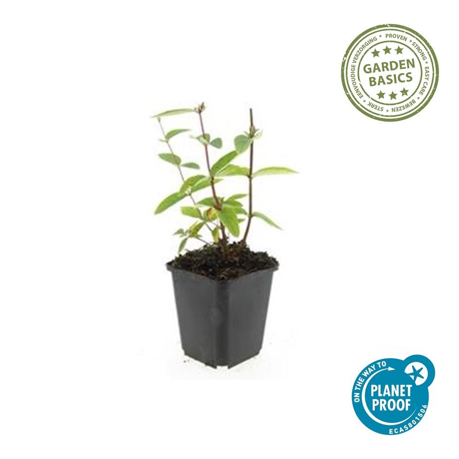 24x Zier-Johanniskraut mit leuchtenden Beeren – Höhe 10–25 cm – Ø 9 cm Topf