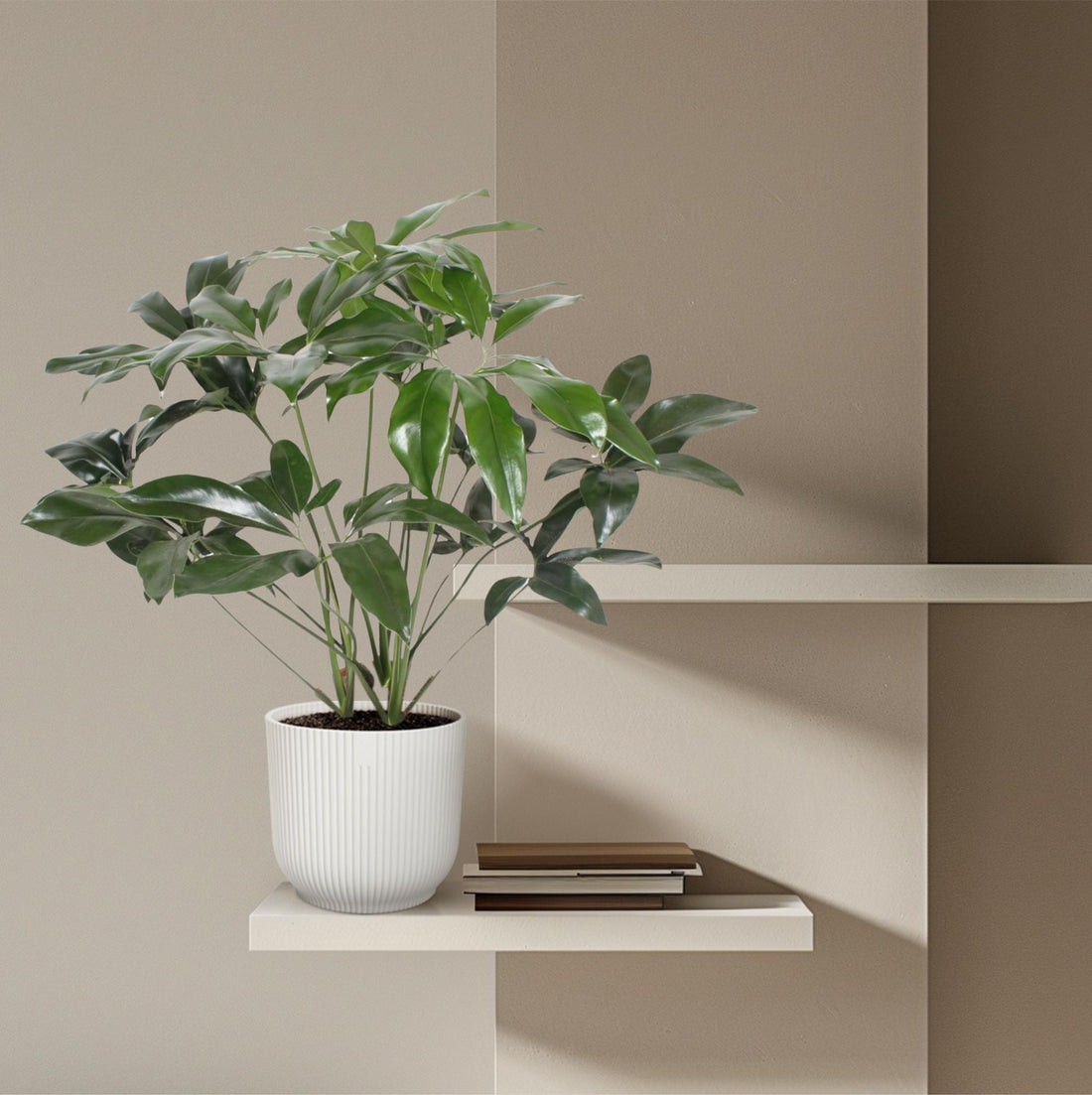 Philodendron Green Wonder | Exotische Zimmerpflanze mit großen Blättern – Immergrün &amp; Pflegeleicht