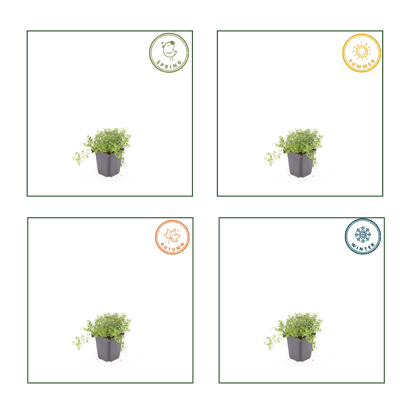 12x Thymian serpyllum - ↕10-25cm - Ø9cm