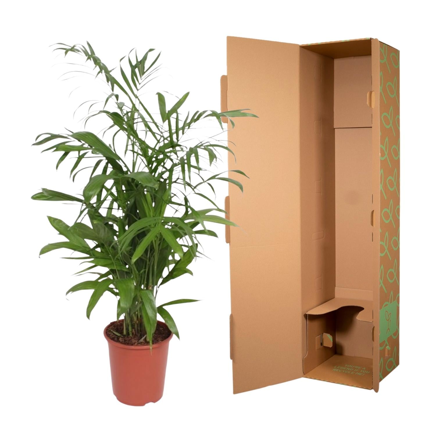 Chamaedorea Seifrizii – Elegante Bambuspalme für Innenräume