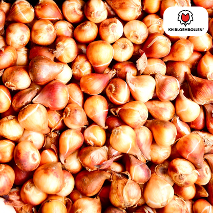 Tulpenzwiebeln Dafeng – 20er-Pack | Gefranste Tulpe Orange-Rot