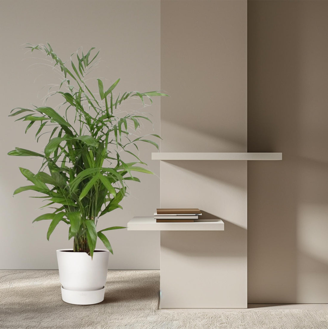 Chamaedorea Seifrizii – Elegante Bambuspalme für Innenräume