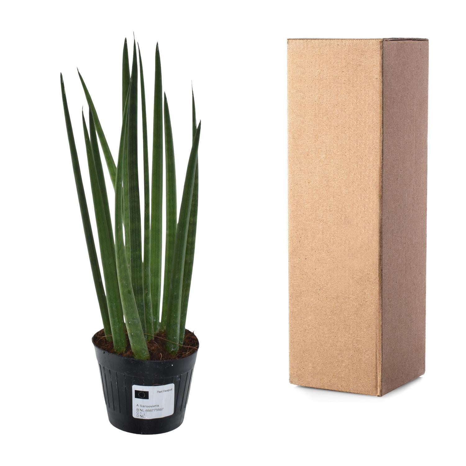 Sansevieria cylindrica ‘Bacularis’ – Mikado Pflanze 38 cm