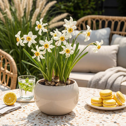 Blumenzwiebeln Narzisse Recurvus | 10 Stück Weiß – Zwiebelgröße 12/14 – XXL Pack
