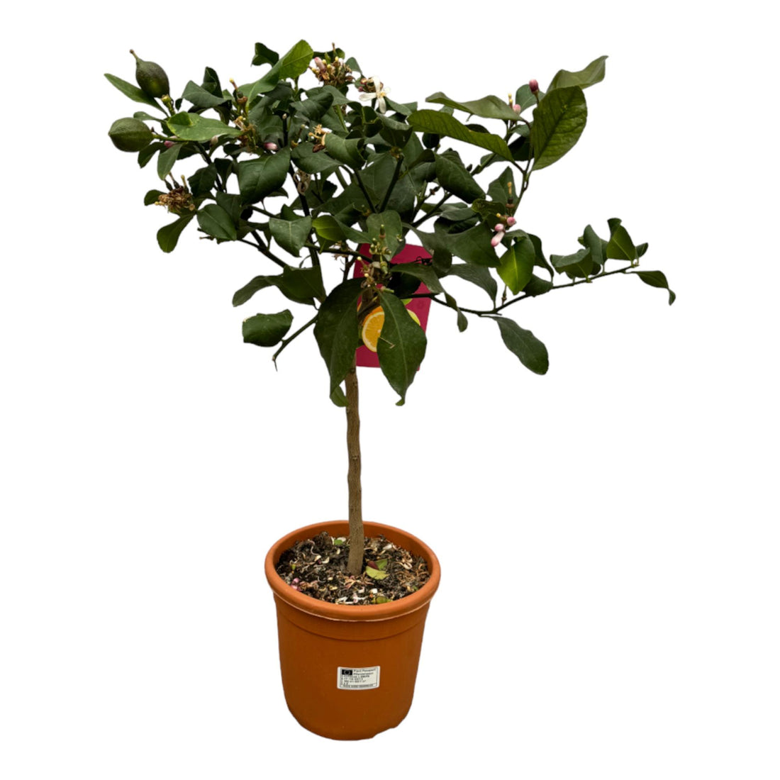 Citrus Lemon – Zitronenbaum – Mediterrane Kübelpflanze – Verschiedene Größen
