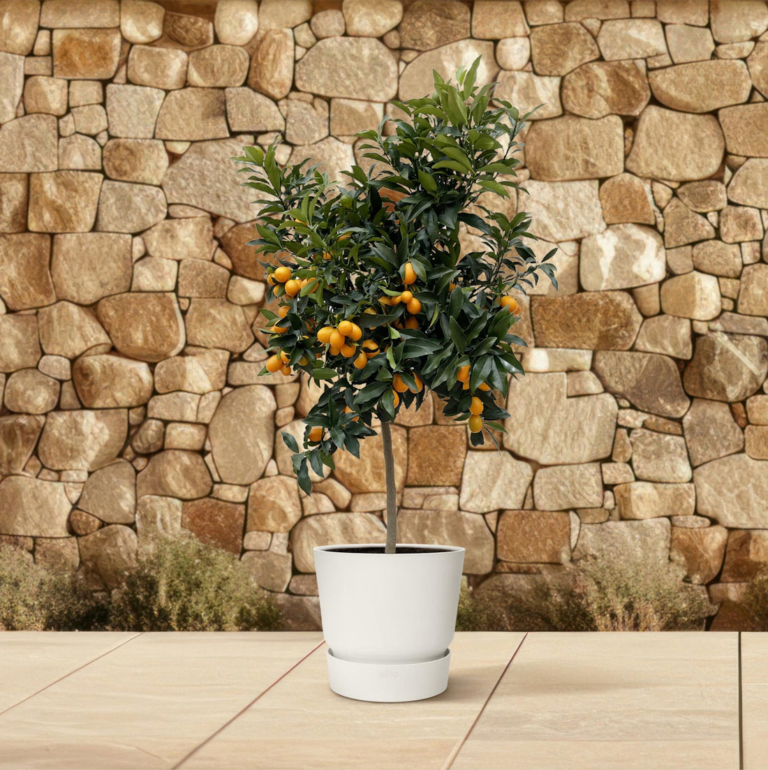 Citrus Kumquat – ca. 150 cm – Ø40 cm Topf – Exotische Zitruspflanze mit essbaren Früchten