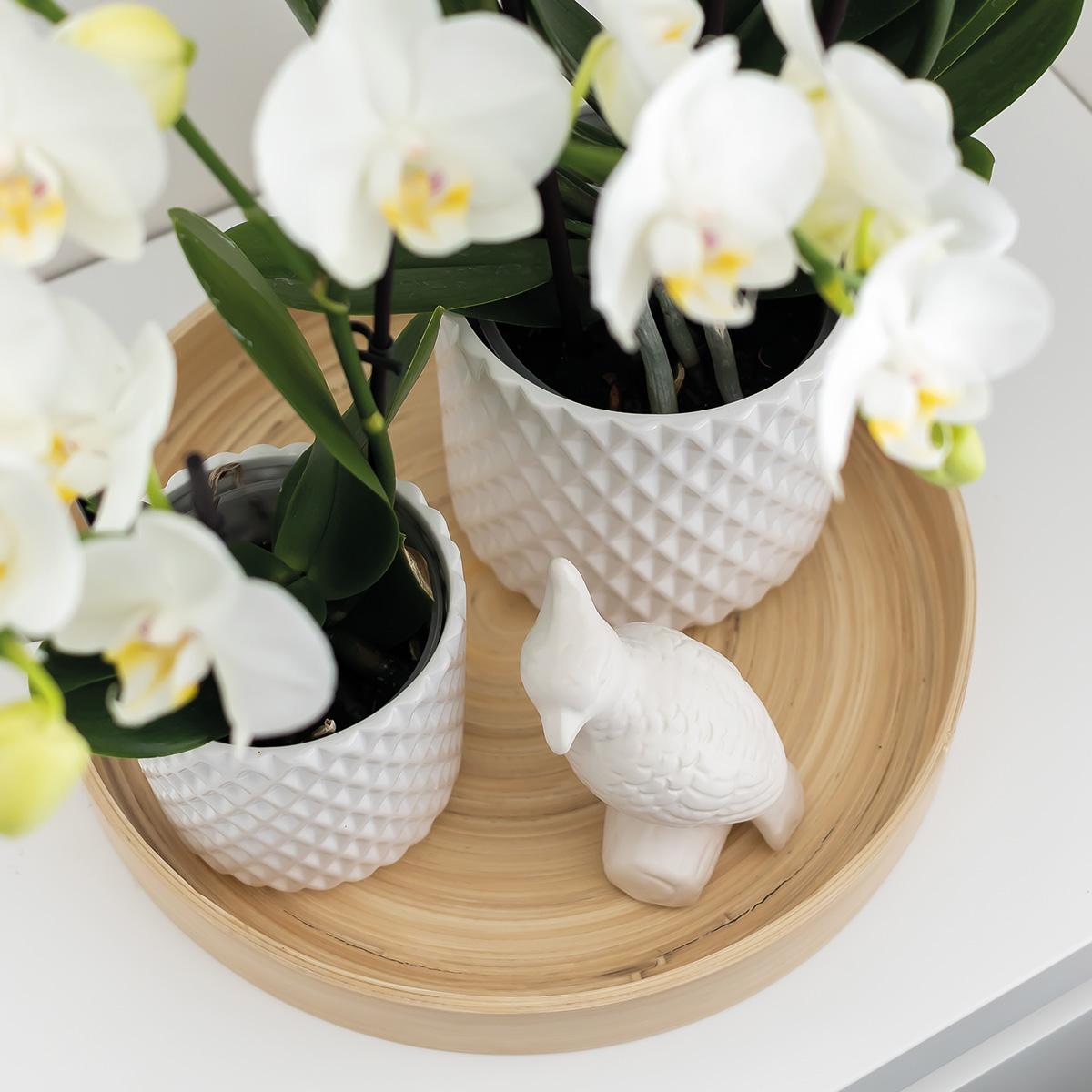 Ornament - Deko-Skulptur Kakadu - White