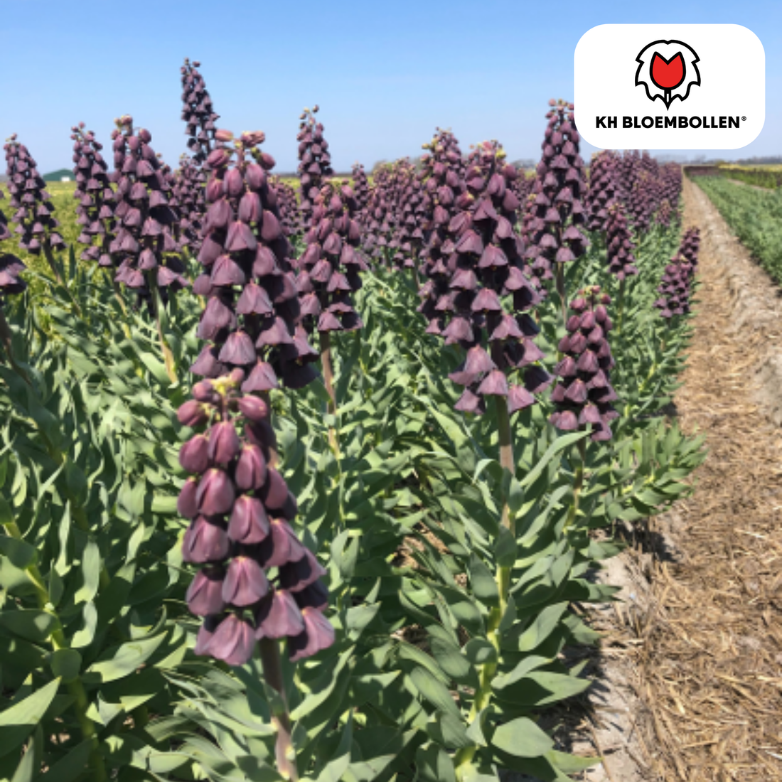 Fritillaria Lila Favorit – 5 Stück | Purpur-Kaiserkrone