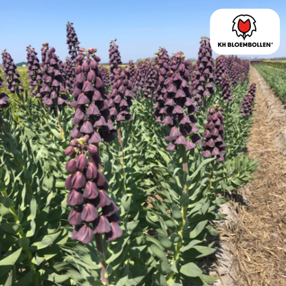 Fritillaria Lila Favorit – 5 Stück | Purpur-Kaiserkrone