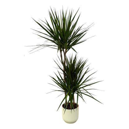 Dracaena Marginata kaufen – Drachenbaum mit Topf oder Korb
