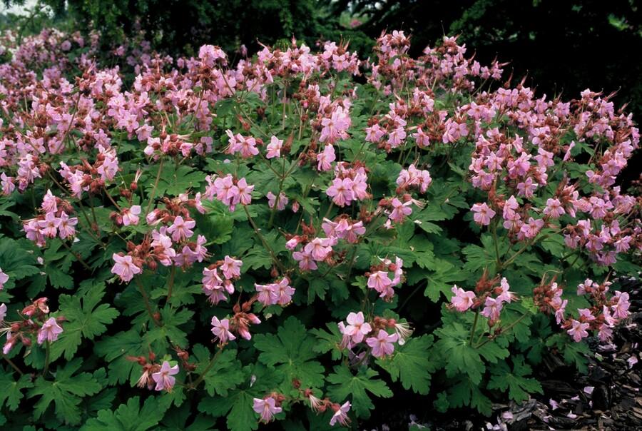 Storchschnabel (Geranium macrorrhizum &