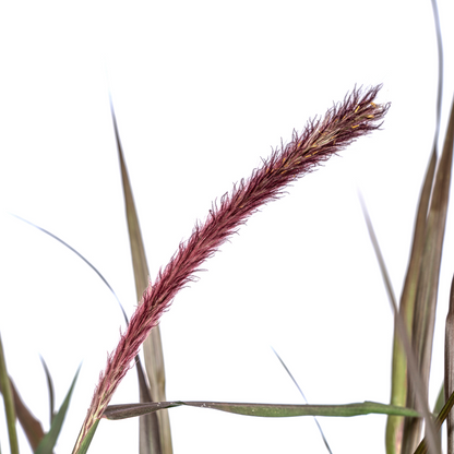 Lampenputzergras Pennisetum x advena Chelsea Ø27cm - ↕70 - 80cm