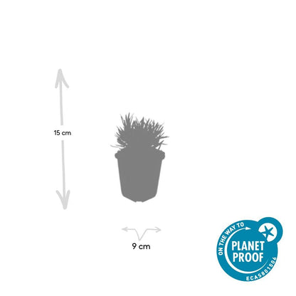 Lavandula intermedia ‘Edelweiss’ – 24 Pflanzen Ø 9 cm – Weißblühender Lavendel mit intensivem Duft