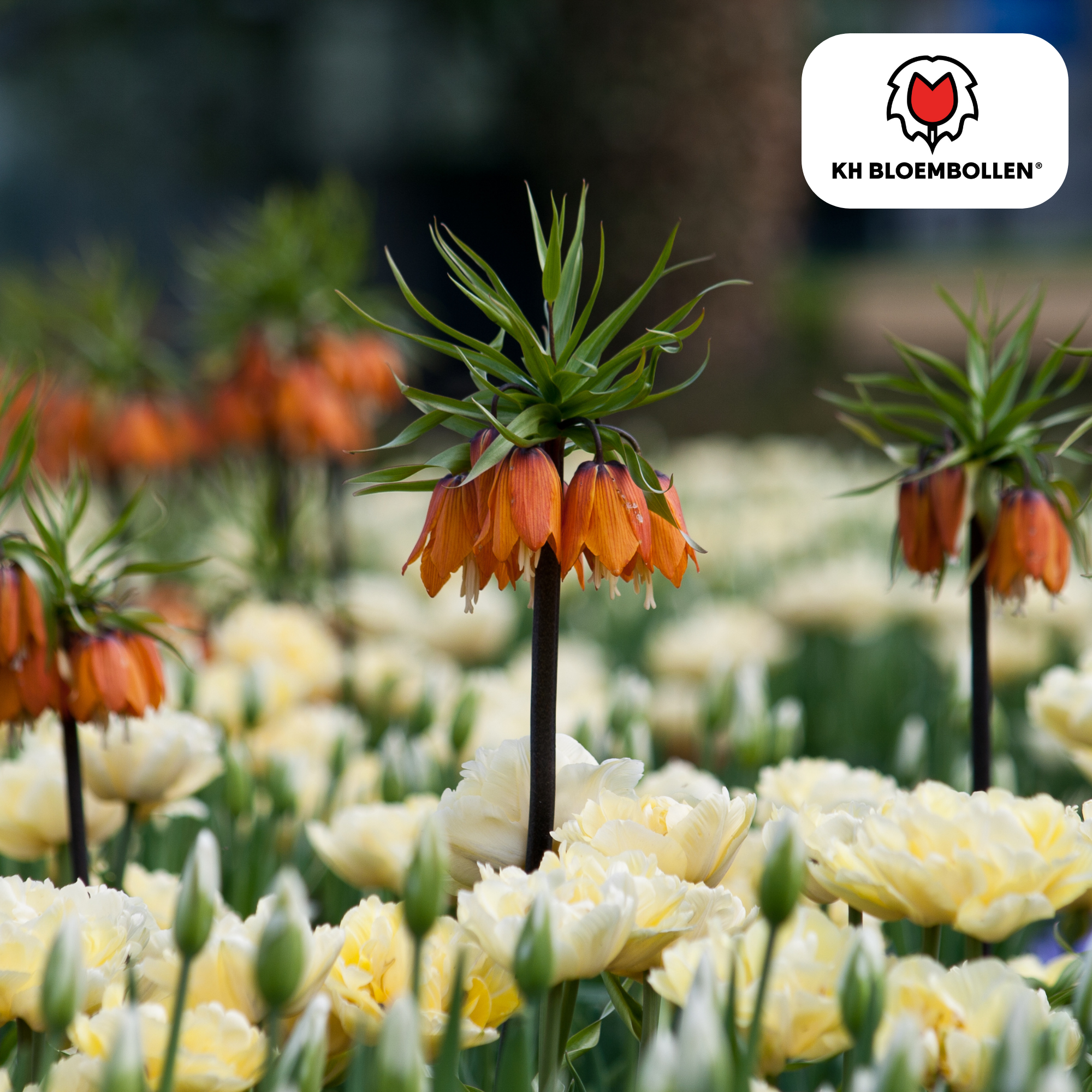 Fritillaria Imperialis Crown Rubra – 5 Stück | Rote Kaiserkrone